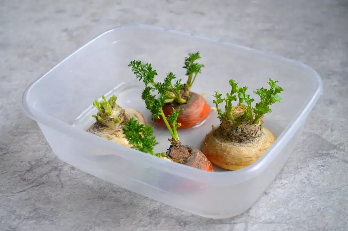 grow you own food using scraps