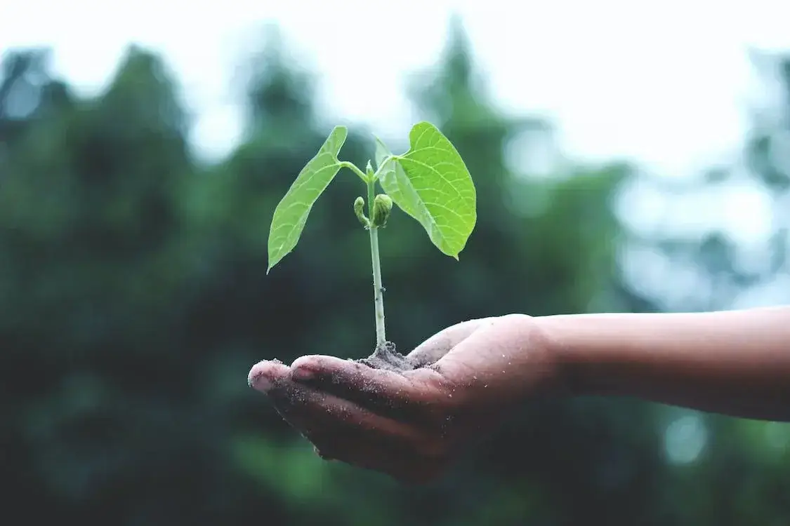 efficient gardening to save on water